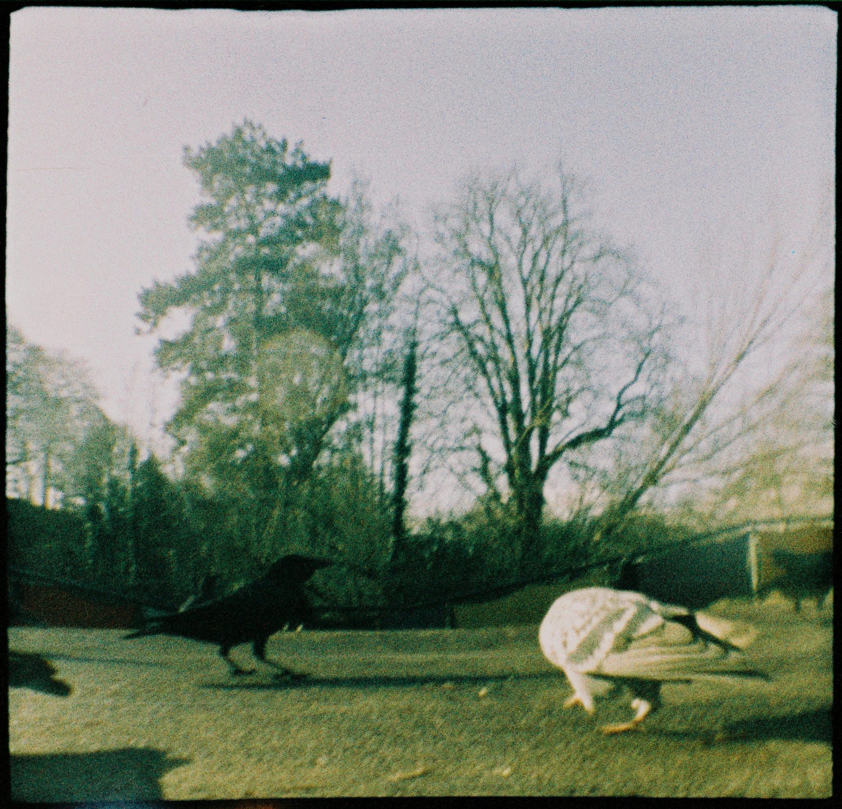 A ground-level photo of a crow and a pigeon