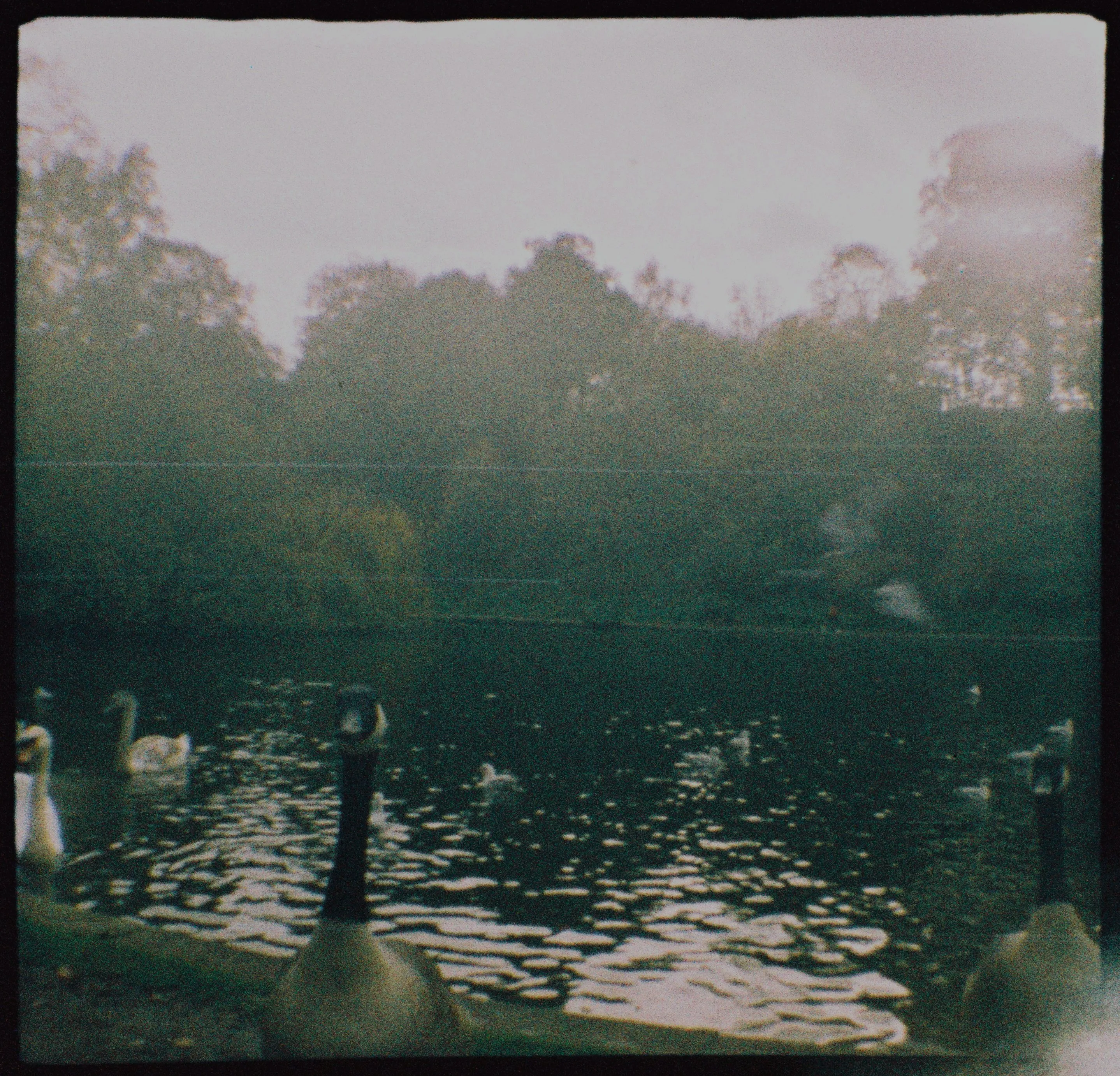 A photo of some intimidating geese