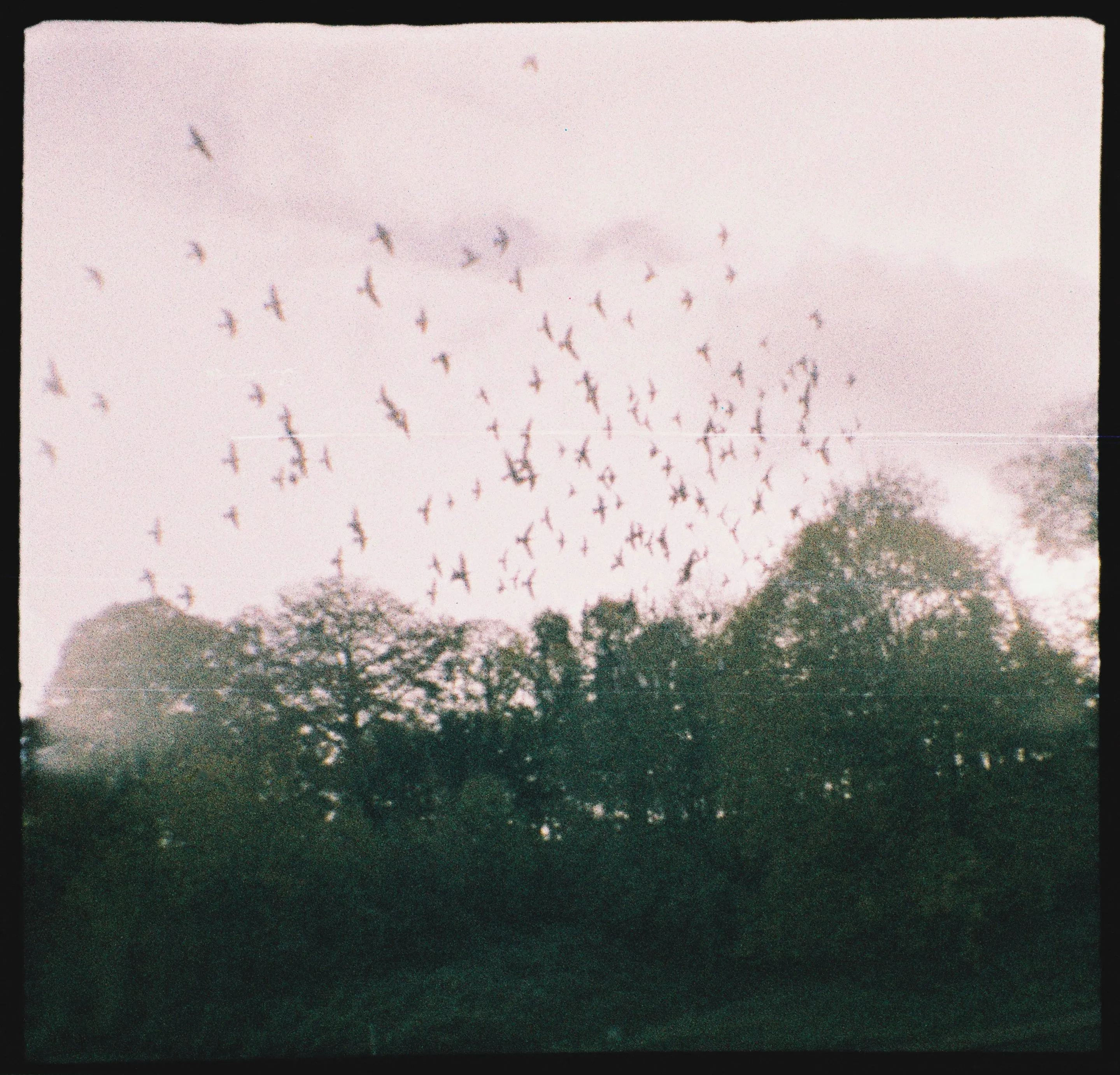 A photo of a flock of birds flying across a bright white winter sky