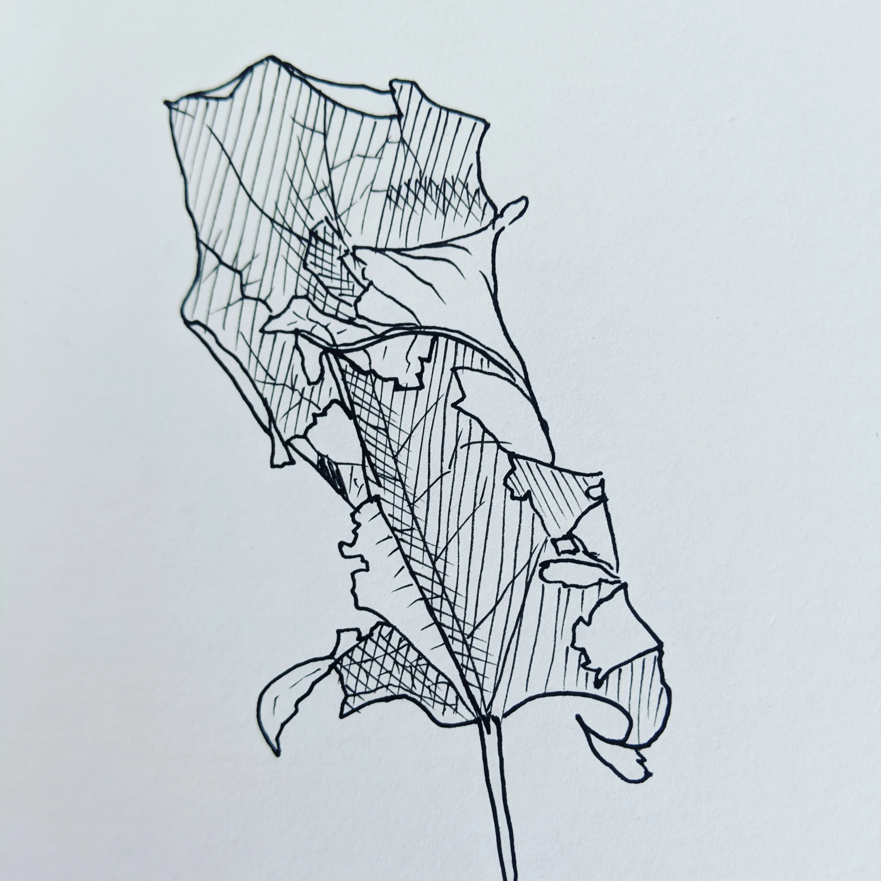 A pen and ink sketch of a leaf with crosshatching