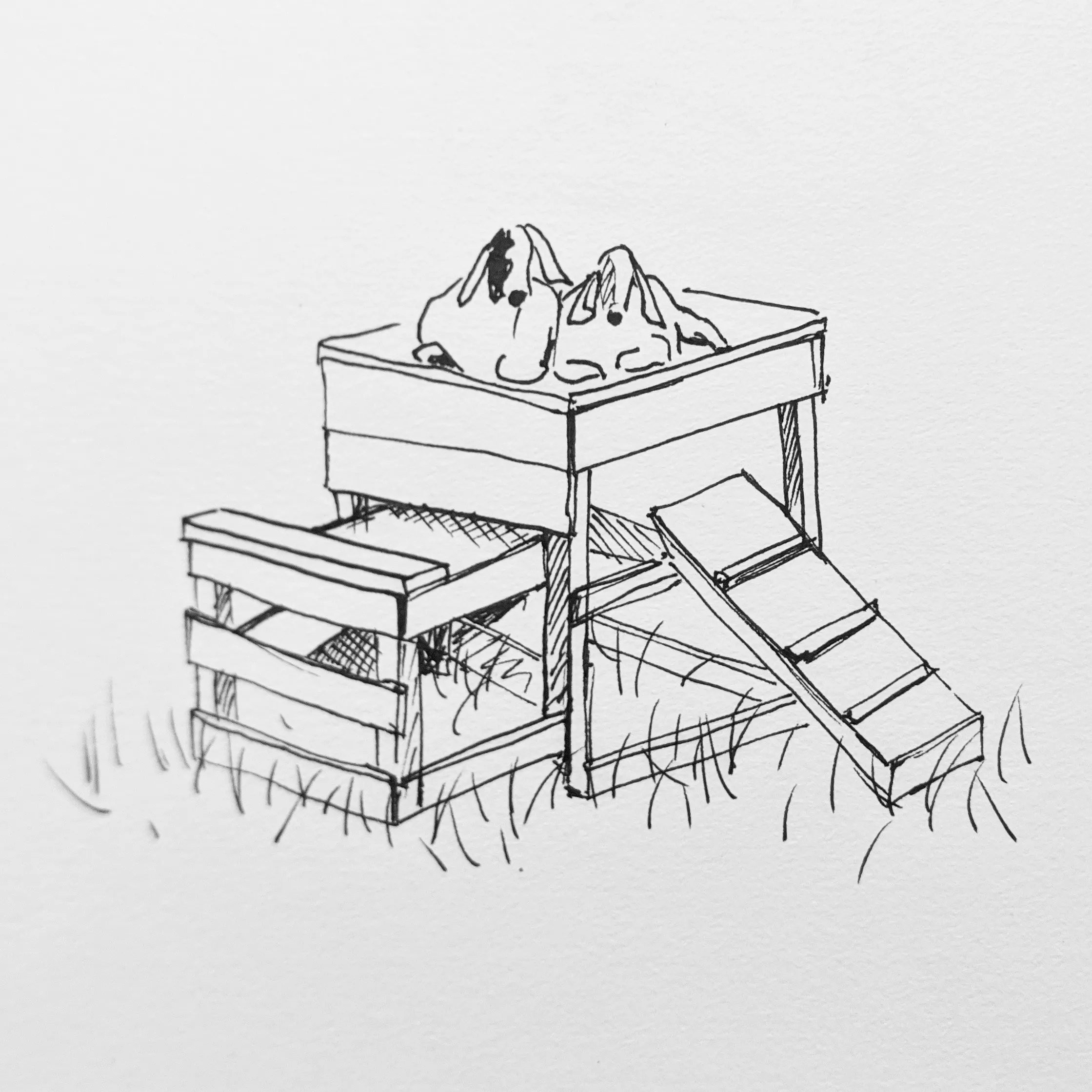A pen and ink sketch of some goats atop some kind of hutch