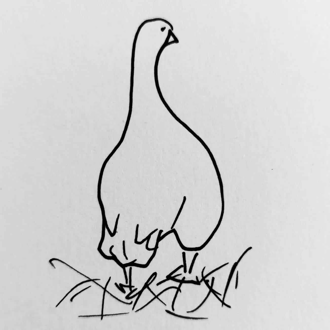 A pen and ink sketch of a goose