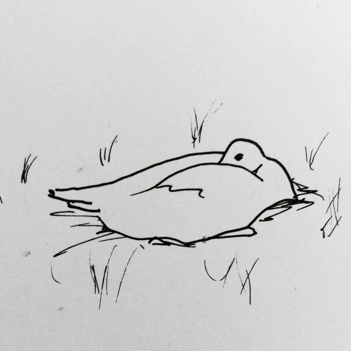 A pen and ink sketch of a duck with its bill stuffed into its feathers