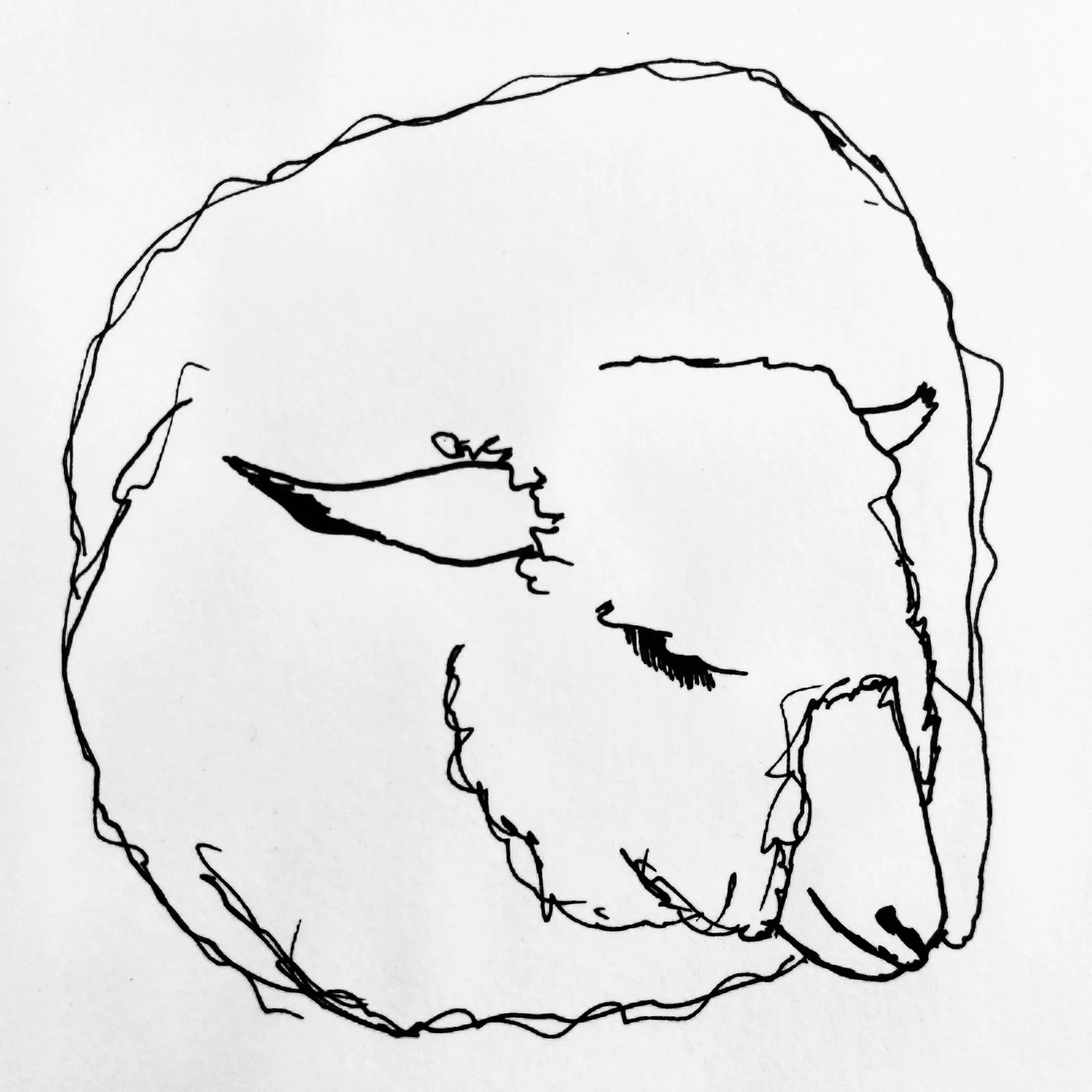 A sketch of a sheep